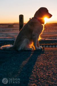 Dog and Sunrise