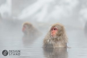 Monkeys in the hot springs